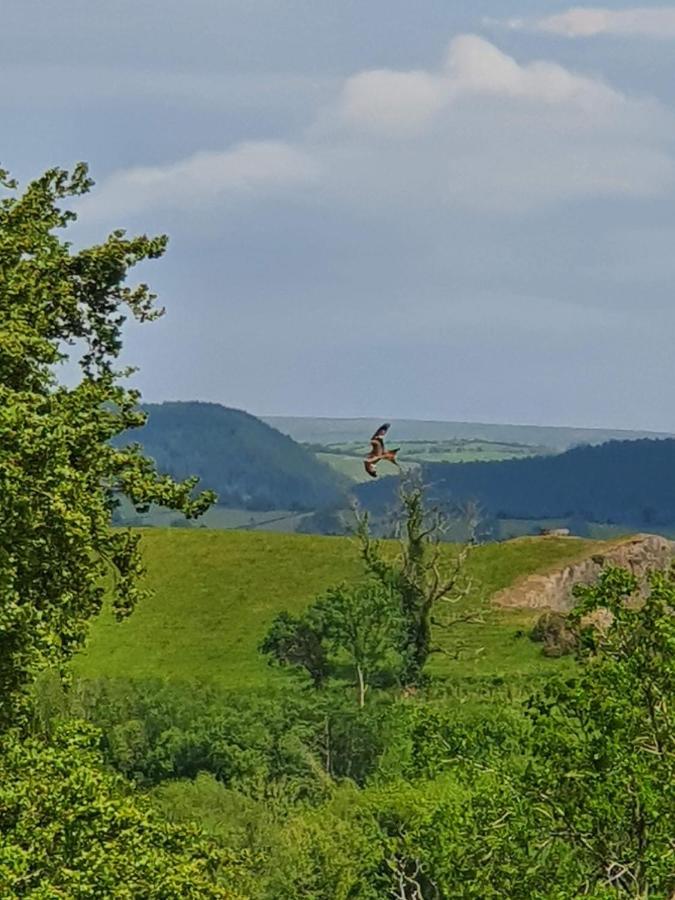 Calon Y Goedwig Glamping Hotel Llandovery Exterior foto